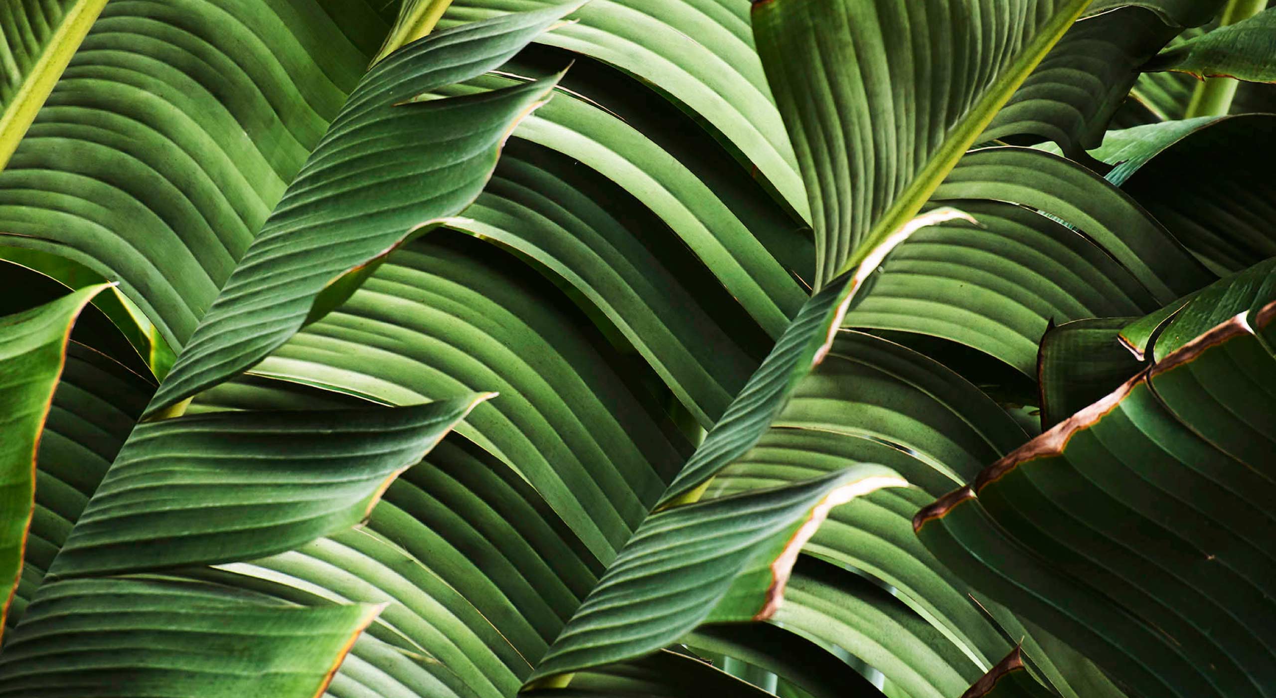 The Surf Club - surf in Surfside