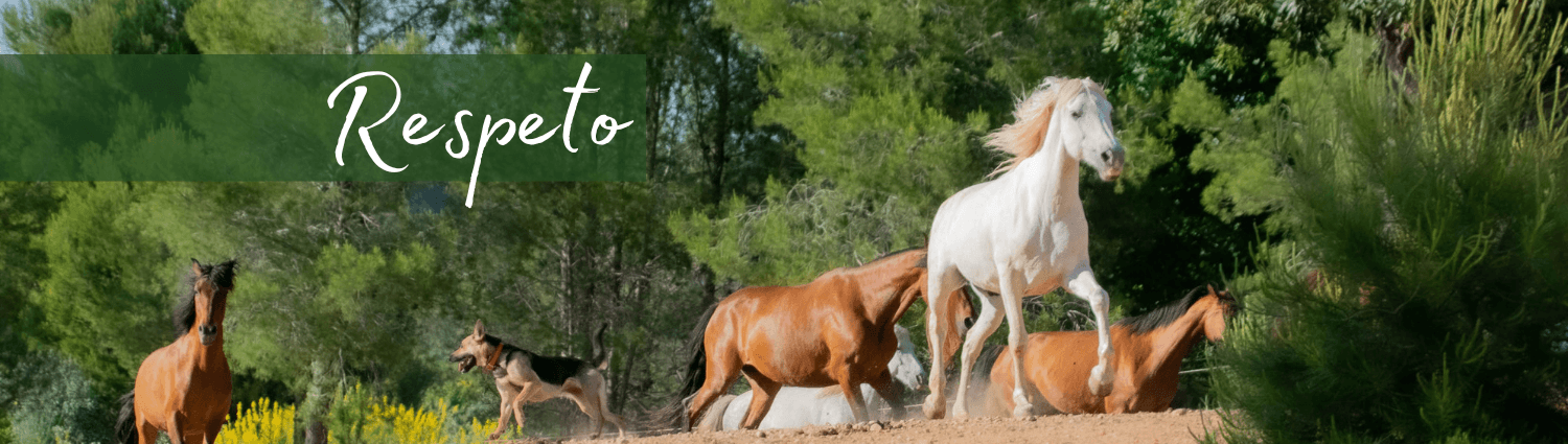 Asociación VICAF (Vida en el Campo, Caballo Feliz) - fútbol in València